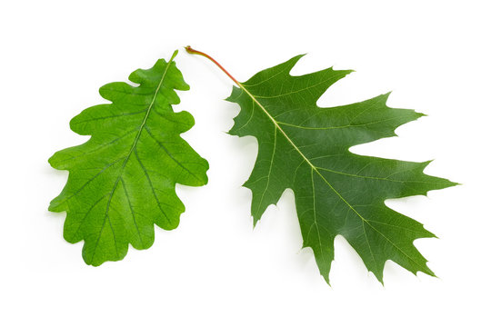 Leaves of common oak and red oak on white background
