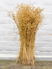 Sheaf of the harvested flax against of a white wall
