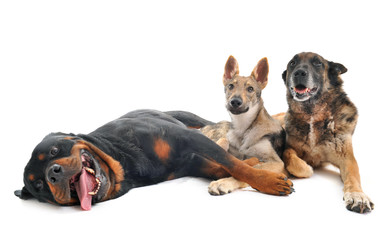 Obraz premium three dogs in studio