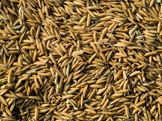 Grain for planting