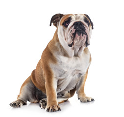 english bulldog