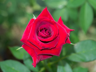 Dark red rose flower.