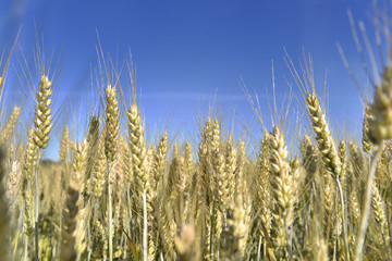 ears of golden wheat in a field under blue sky