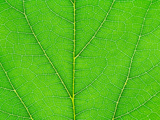 Close up green leaf.