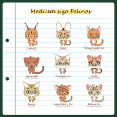 Obraz na płótnie Canvas Medium sized feline illustrations with regular and scientific names