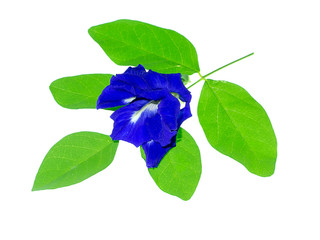 Blue Pea or Butterfly Pea.
