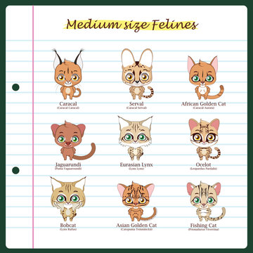 Medium sized feline illustrations with regular and scientific names