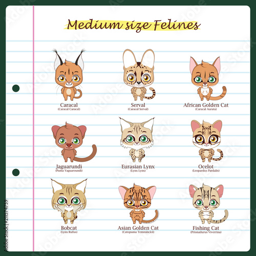 medium sized feline illustrations with regular and scientific names