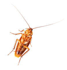 Cockroach isolated on white background
