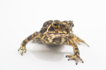Toad Amphibian White Background form in phuket Thailand