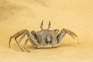 Ghost crab Brown background Ocypode ceratophthalmus from phuket Thailand