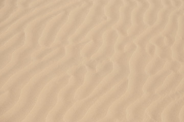 Fototapeta na wymiar Sand on the beach as background Reptile in a moving barkhan