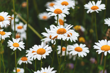 Fototapeta premium white daisies in the grass, summer