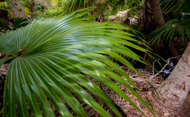 A large palm branch against the background of a tropical park.