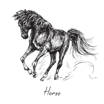 Black horse rearing (stands on its hind legs), mane and tail are fluttering in the wind, hand drawn ink doodle, sketch, vector black and white illustration