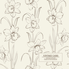 Botanical Illustration of Daffodil flower or Narcissus isolated on gray background. Vector illustration.