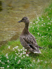 Stockente am Ufer stehend