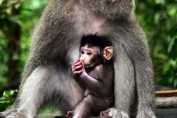 Portrait of a monkey (mother) taking care of his baby. Concept: family, nature, animals