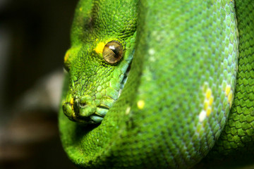 Fototapeta premium Portrait of a green snake rolled up on a tree. Concept: Animals, nature, wild