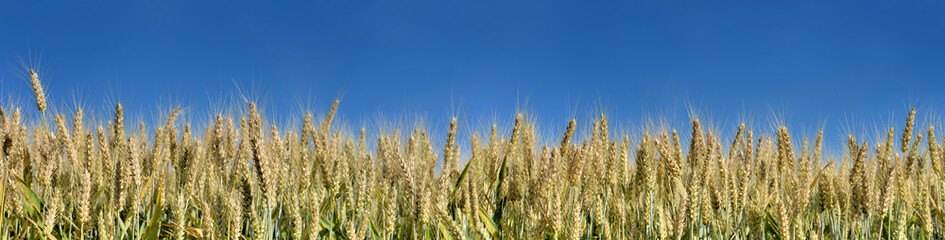 ears of golden wheat in a field under blue sky on panoramic format