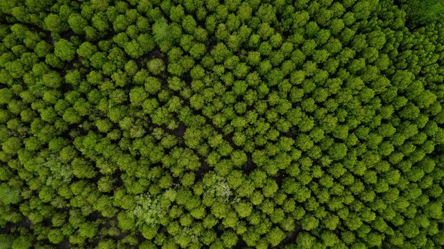 Aerial top view move low to high shot of Mangroves in Tung Prong Thong or Golden Mangrove Field at Estuary Pra Sae, Rayong, Thailand