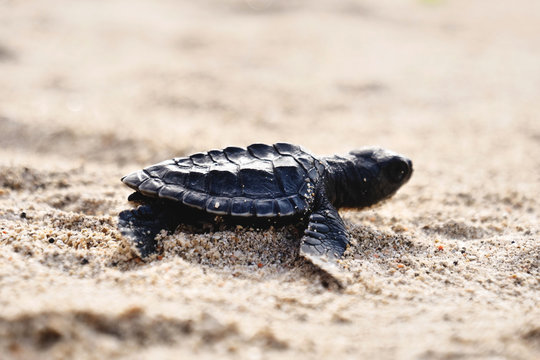 Portrait of a little turtle, while it just came out from the sea and moves on the sand. Concept: Nature, animal, wild