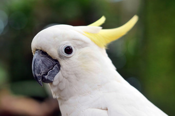 Close up of a parrot in a garden. Concept: Nature, animals, zoo