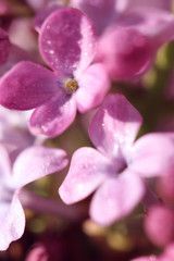 Fototapeta na wymiar feature of purple lilac in springtime
