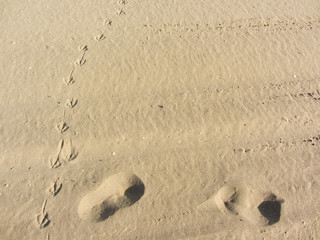 seagull footprints on yellow sand from an Italian beach
