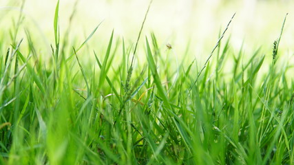 close-up green grass background