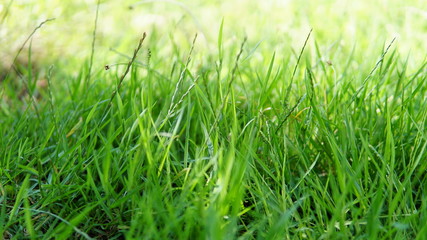 close-up green grass background