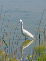 White Egret Standing