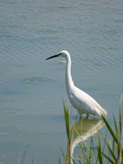 White Egret Walking