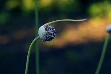 Flower bud of garlic