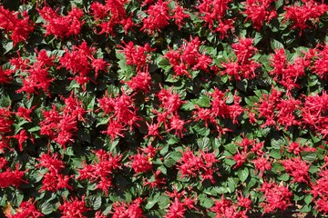 Fototapeta premium Tokyo,Japan-July 2, 2018: Flowerbed of bright red flowers (Salvia splendens) as a background.