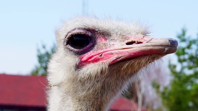 head of curious funny ostrich close-up.