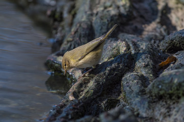 Common chiffchaff (Phylloscopus collybita)