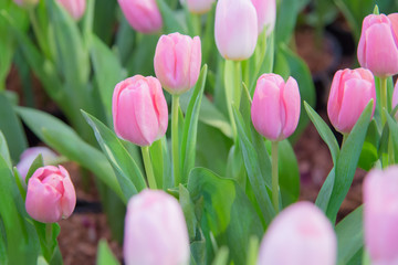 Tulip flower in the garden