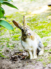 かわいいうさぎ