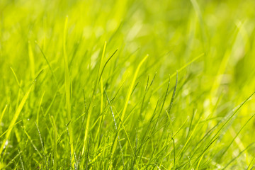 Macro photo of natural fresh growing green grass background 