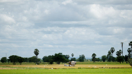Obraz premium The combine harvester in paddy field in Thailand