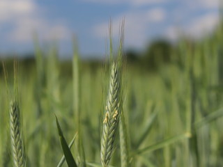 A field of rye and barley. Maturation of the future harvest. Agrarian sector of the agricultural...