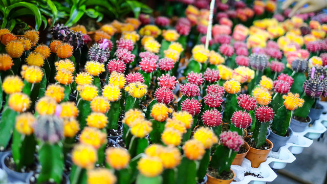 Different types and color of cactus at a farm with selective focus