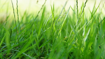 close-up green grass background