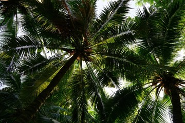 Fototapeta premium Looking up of coconut palm trees as a background, Abstract branch and leave, Natural green wallpaper concept, palm isolated on white background