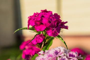 close up of Chinese carnation flower  on natural background