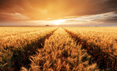 Paysage avec champ de blé, agriculture - panorama