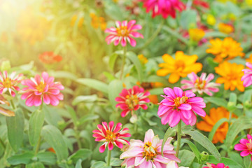 Fototapeta na wymiar Colorful backdrop of Zinnia flower Beautiful in the open garden.