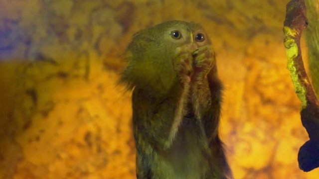 Pygmy marmoset (Cebuella pygmaea) close up.