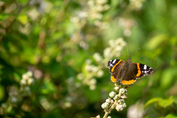 The butterfly in the field